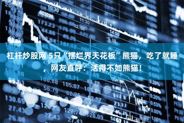 杠杆炒股网 5只“摆烂界天花板”熊猫，吃了就睡，网友直呼：活得不如熊猫！